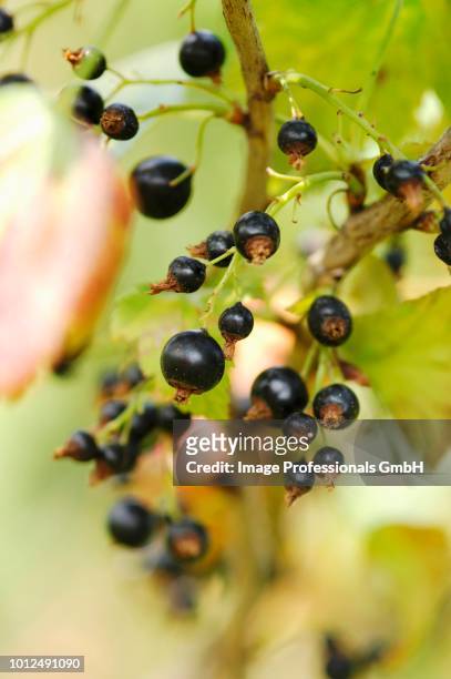 blackcurrants - cassis fruit stock-fotos und bilder