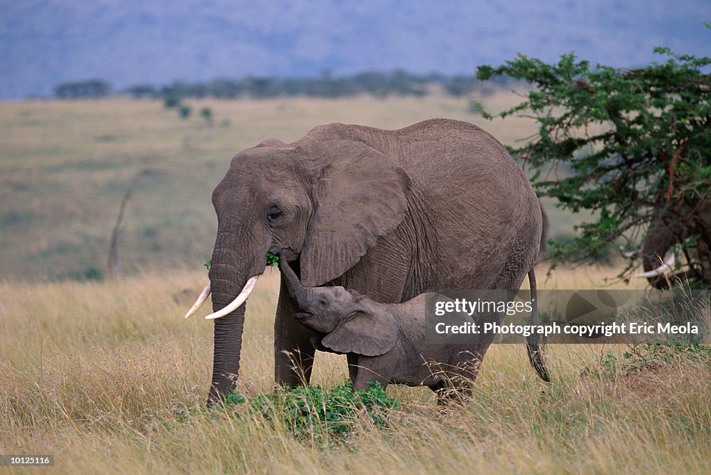 ELEPHANT AND BABY