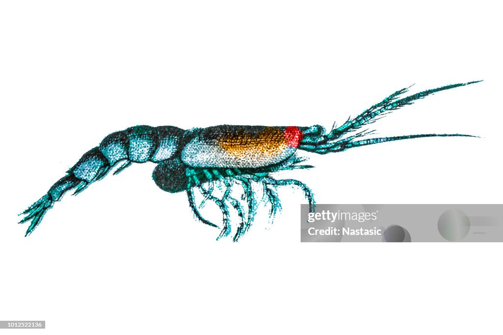 Mysis is a genus of mysid crustaceans in the family Mysidae, distributed mainly in the coastal zone of the Arctic and high boreal seas