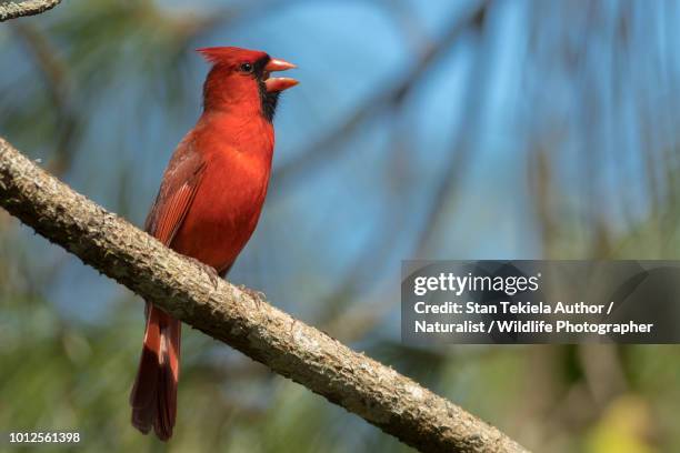 northern cardinal male singing song - cardinal bird stock pictures, royalty-free photos & images