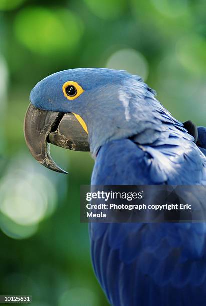 parrot - arara - fotografias e filmes do acervo