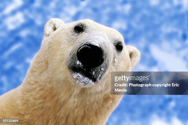 polar bear face - polar bear face stock pictures, royalty-free photos & images