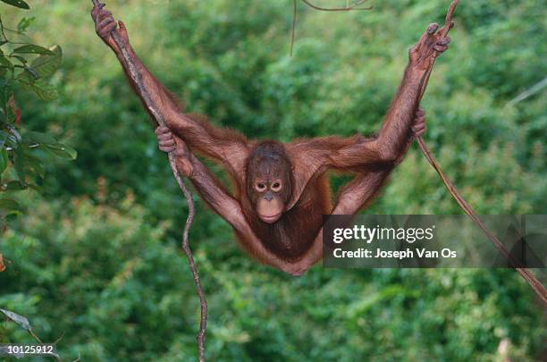 borneo orangutan hanging on liana - orangotango de bornéu - fotografias e filmes do acervo