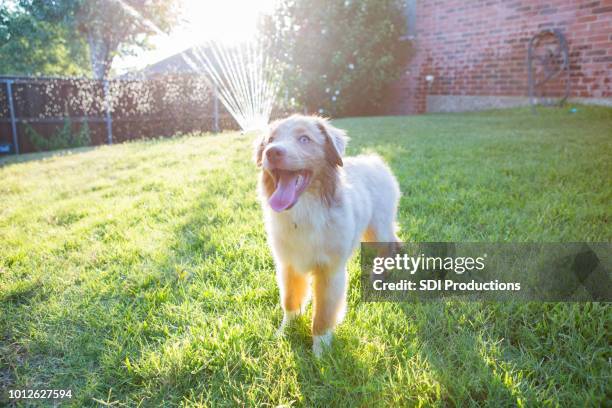 entzückenden hund im hinterhof - hecheln stock-fotos und bilder