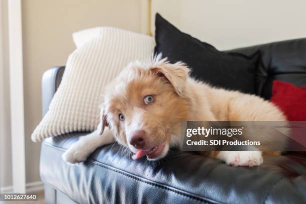 playful dog at home - dog licking stock pictures, royalty-free photos & images