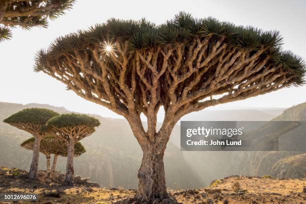 dragon blood trees on socotra island - dragon tree stock pictures, royalty-free photos & images