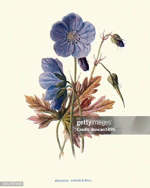 flora, wildblumen, geranium pratense, wiesen des krans-rechnung - veilchen stock-grafiken, -clipart, -cartoons und -symbole