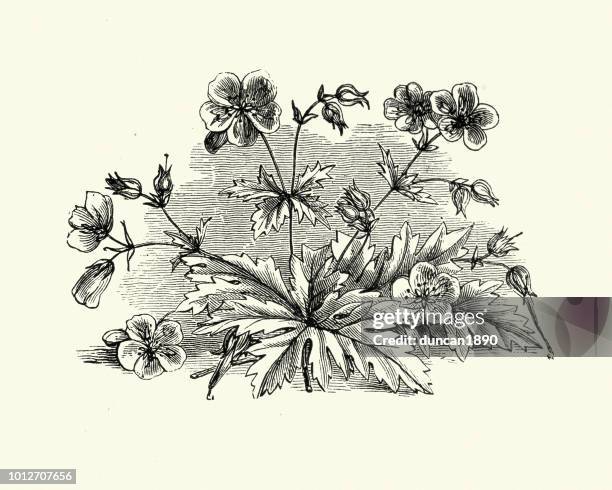 flora, wildflowers, geranium pratense, meadow crane's-bill - geranium stock illustrations