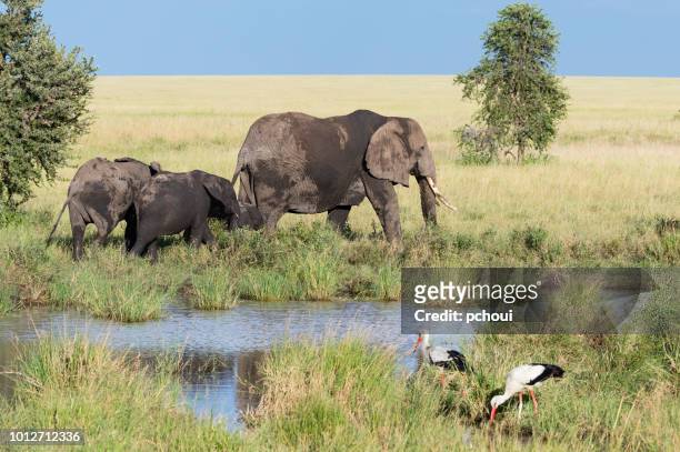 elephants near river, mother and children, africa - white stork stock pictures, royalty-free photos & images