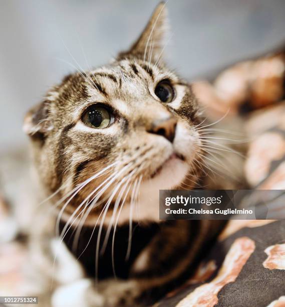 Klaus of Oskar & Klaus seen during a meet and greet at CatCon Worldwide 2018 at Pasadena Convention Center on August 5, 2018 in Pasadena, California.