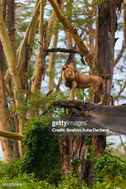 an adult male lion is standing on a dead tree that is fallen in a side long shot - lake nakuru national park bildbanksfoton och bilder