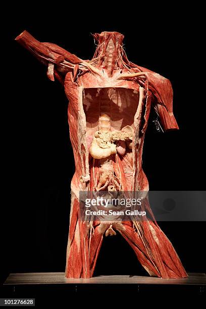 Plastinated human, female torso, which may only be purchased by institutions, stands for sale for EUR 47,600.00 at the shop of the Plastinarium on...