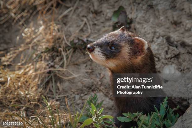 polecat emerging - ferret stock pictures, royalty-free photos & images