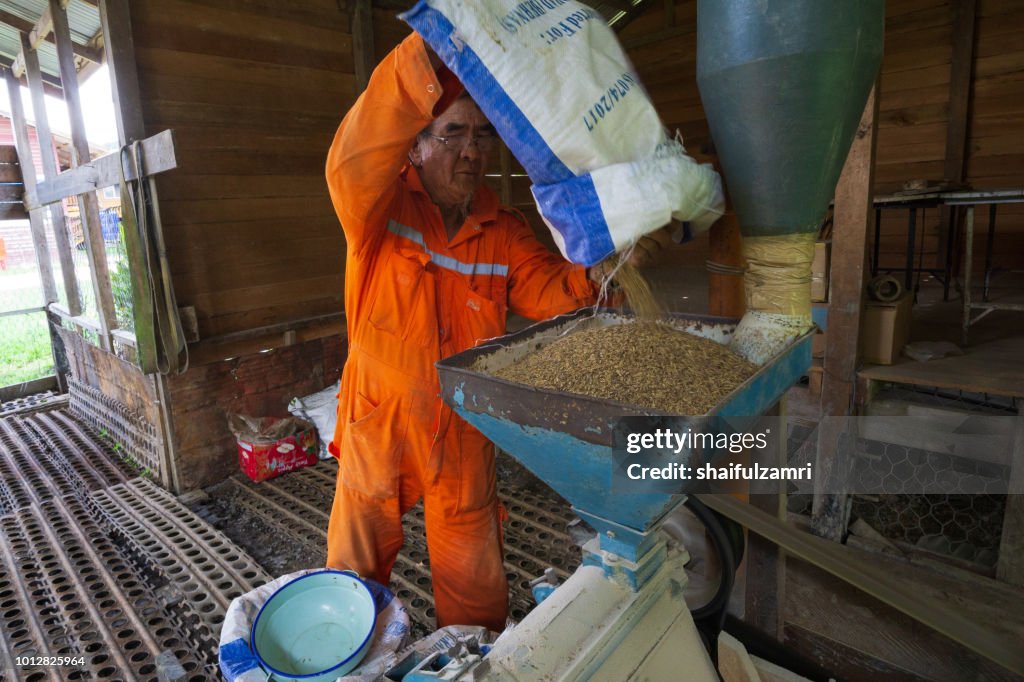 Local farmer preparing a traditional Bario paddy after harvest season at Bario, Sarawak, Malaysia.