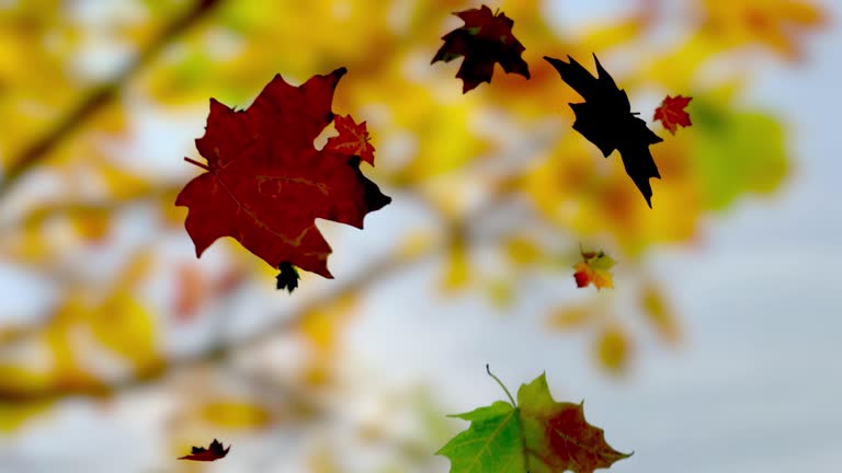 Leaf Raking Animation Falling Leaves Animation Videos and HD Footage - Getty Images