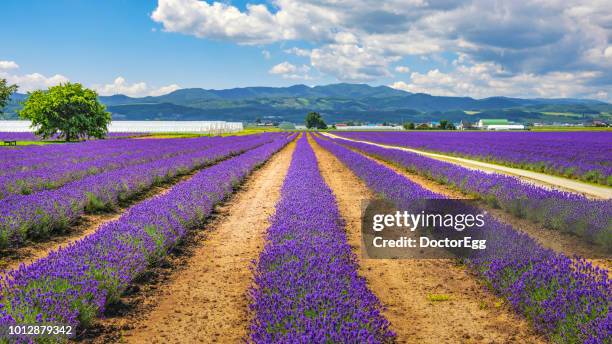 rows of lavender field in summer at lavender east garden, furano, hokkaido, japan - lavandin stock pictures, royalty-free photos & images