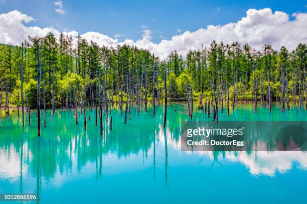 pine tree reflection in blue water at shirogane blue pond in summer, japan - hokkaido - fotografias e filmes do acervo