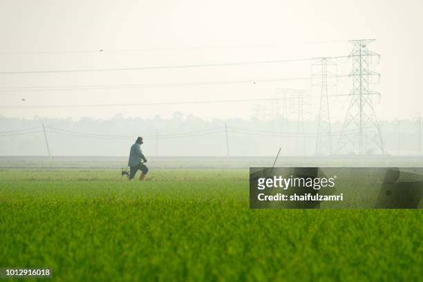 unidentified local farmer working in paddy field over misty morning at rural area of sabak bernam, malaysia. - farmer dawn stock pictures, royalty-free photos & images