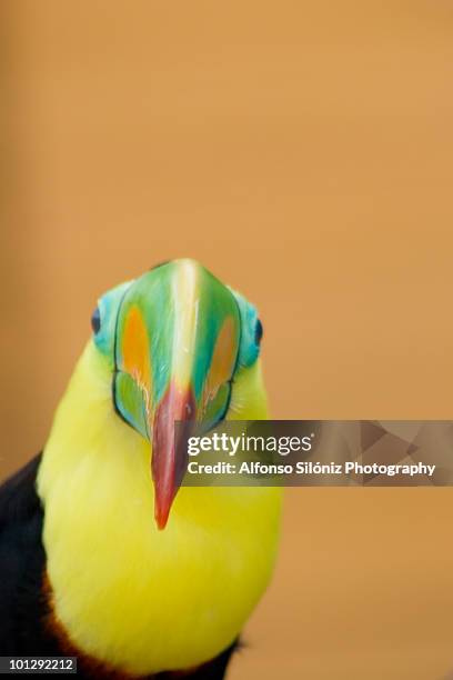 tucan - toucan stock pictures, royalty-free photos & images