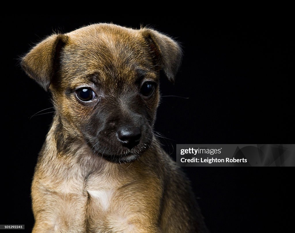 Patterdale Terrier Puppy