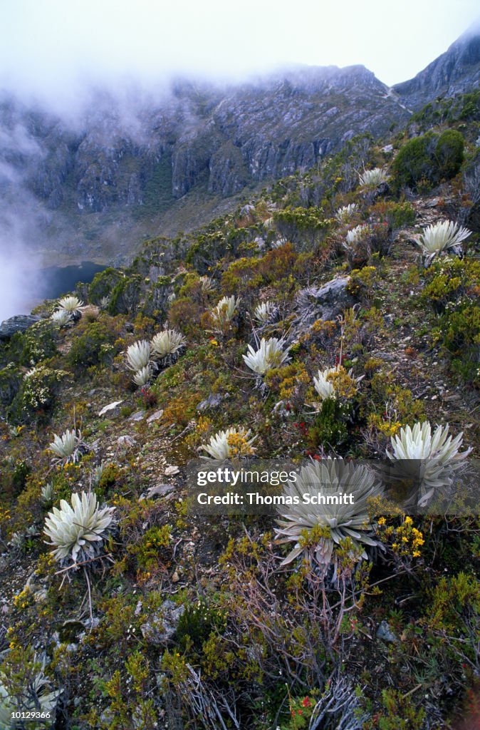 FLORA IN SIERRA NEVADA NEAR MERIDA, VENEZUELA
