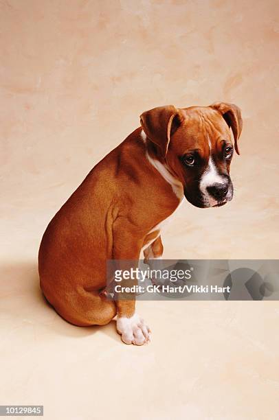 boxer puppy - colpevolezza foto e immagini stock