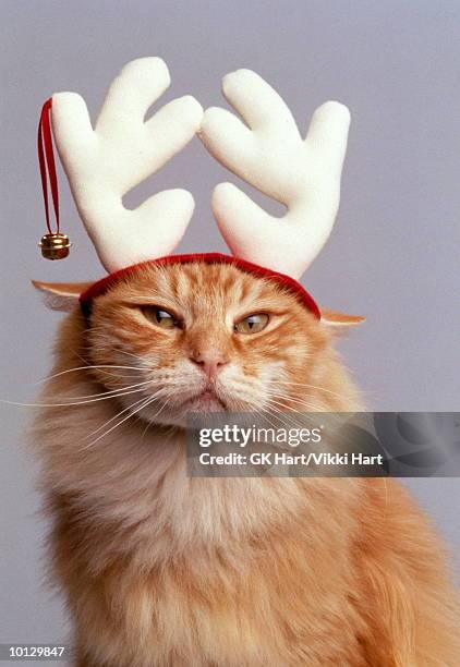 cat with antlers - christmas hat photos et images de collection