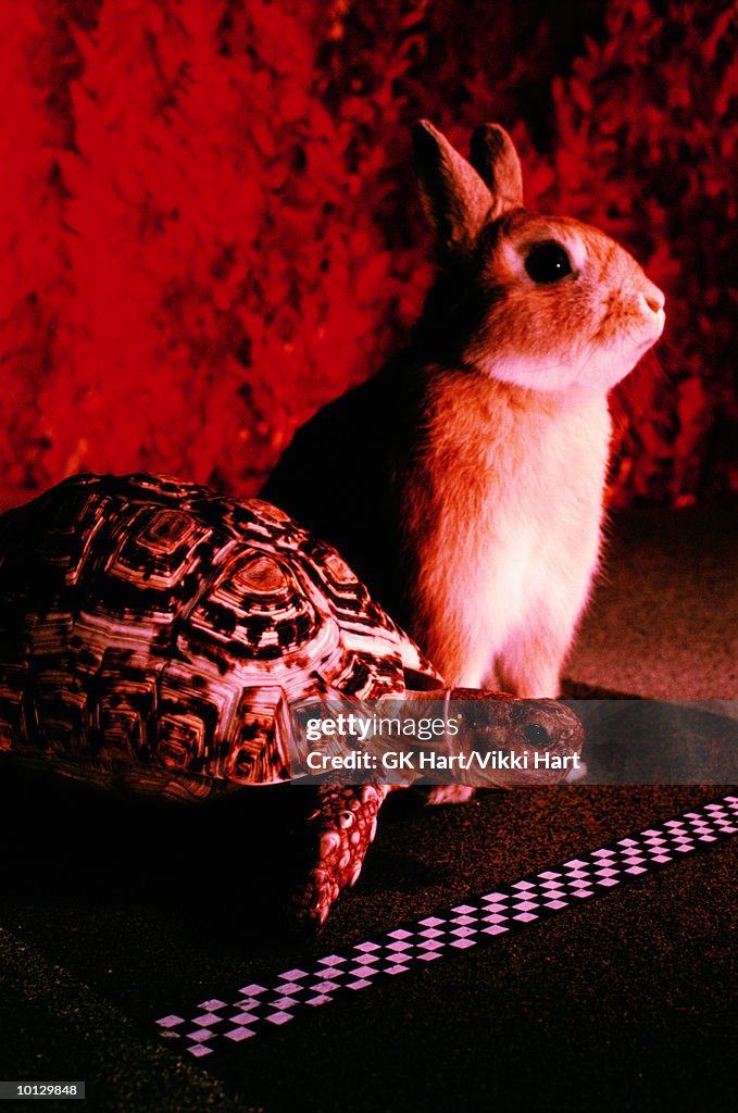 HARE AND TORTOISE
