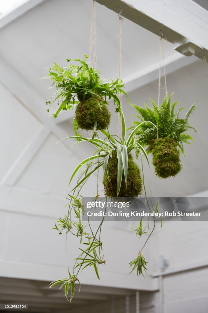 Kokedama
