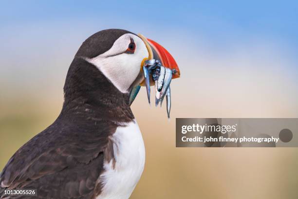 wild puffin with her catch of the day, farne islands, uk - john lund stock-fotos und bilder