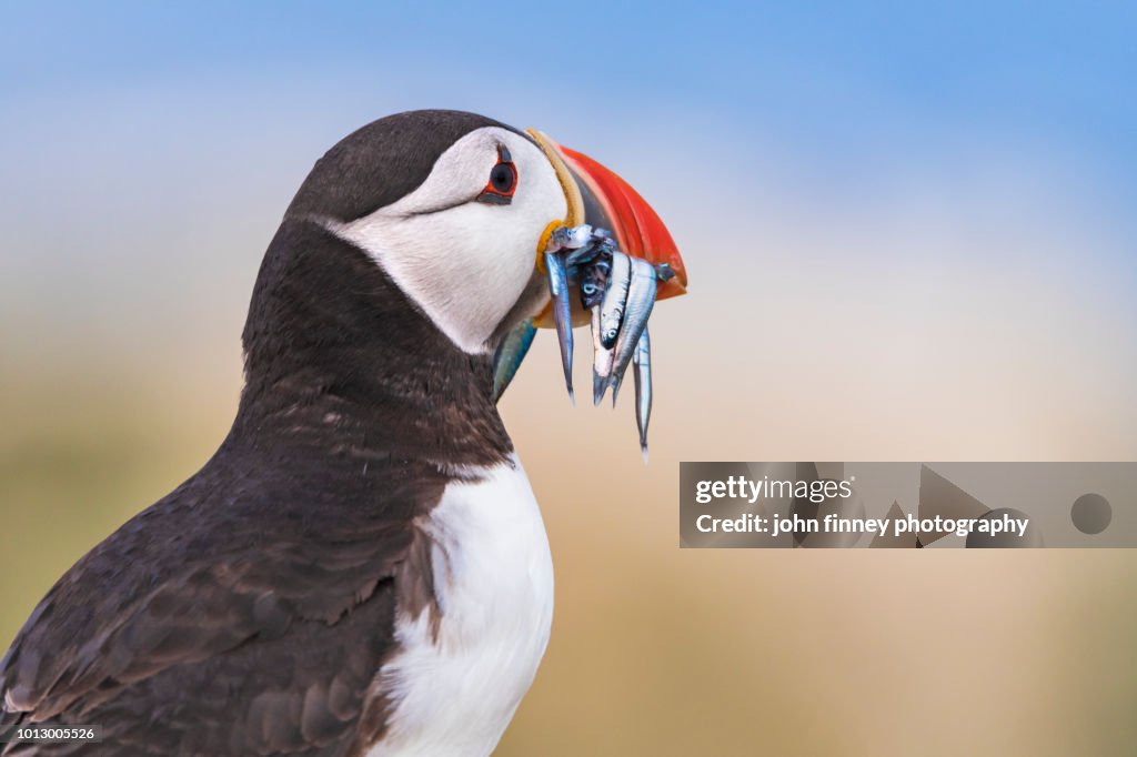 Wild Puffin with her catch of the day, Farne Islands, UK