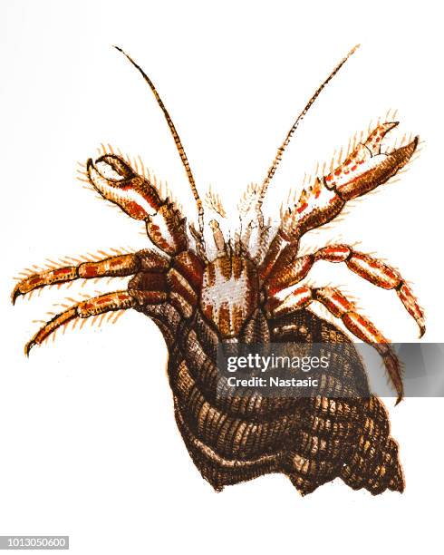 pagurus bernhardus is the common marine hermit crab ,common hermit crab or soldier crab - fish soldier stock illustrations