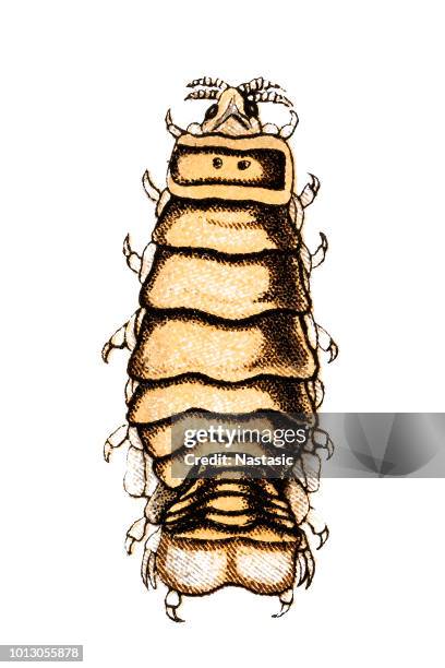 the isopod (cymothoa exigua, tongue-eating louse) - spine cheek anemone fish stock illustrations