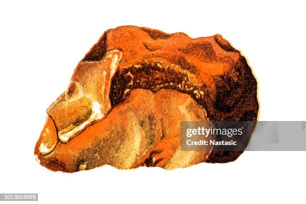 yellow amber gemstone - opal card stock illustrations