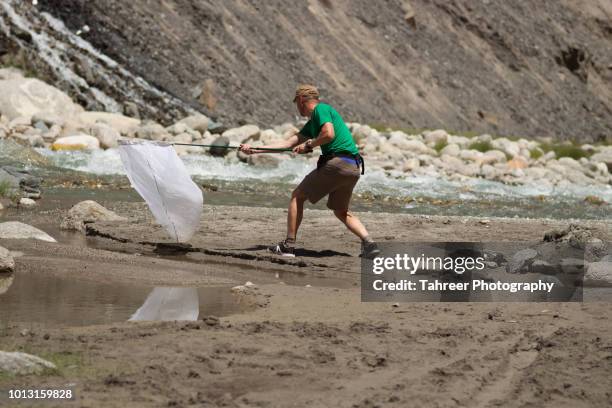 a man collecting insects with butterfly net - catching butterfly stock pictures, royalty-free photos & images