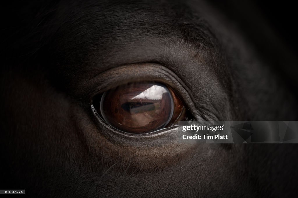 Close up of horse's eye.