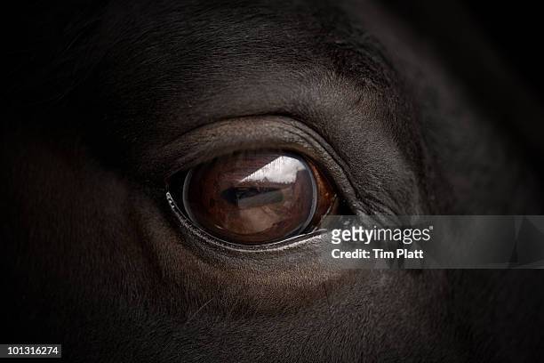 Close up of horse's eye.