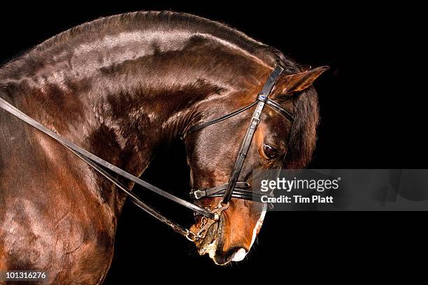 portrait of a horses head in profile. - animal harness stock pictures, royalty-free photos & images