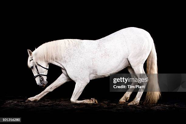 kneeling white horse. - horse studio stock-fotos und bilder