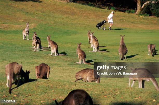 kangaroos on golf course, victoria, australia - cross golf stockfoto's en -beelden