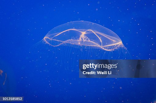 Crystal jellyfish Crystal jellyfish