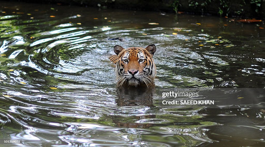 A Malayan Tiger takes a dip at the Natio