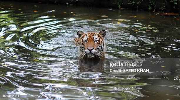 Malayan Tiger takes a dip at the National Zoo in Kuala Lumpur on May 23, 2010. The 47 year-old National Zoo, locally known as Zoo Negara, consists of...