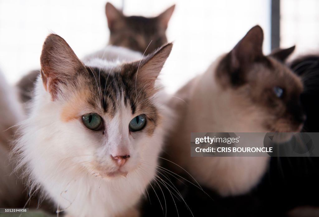 PERU-ANIMAL-CAT-DAY-SHELTER