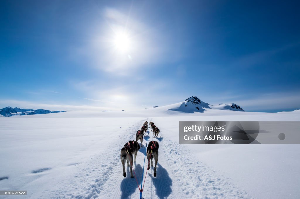 Dogsledding op de berg