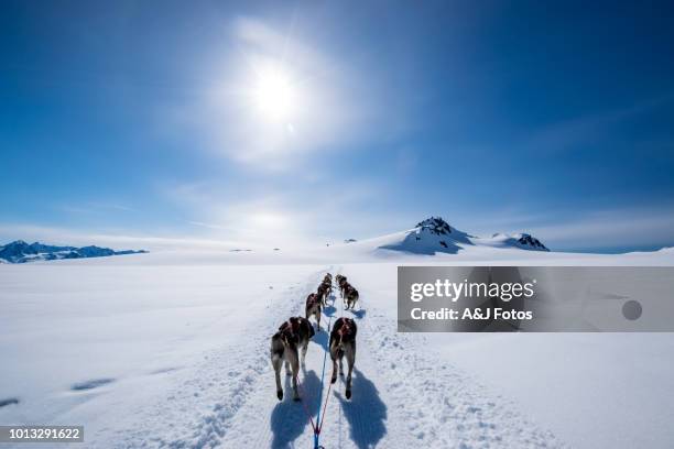dogsledding op de berg - alaska amerikaanse staat stockfoto's en -beelden