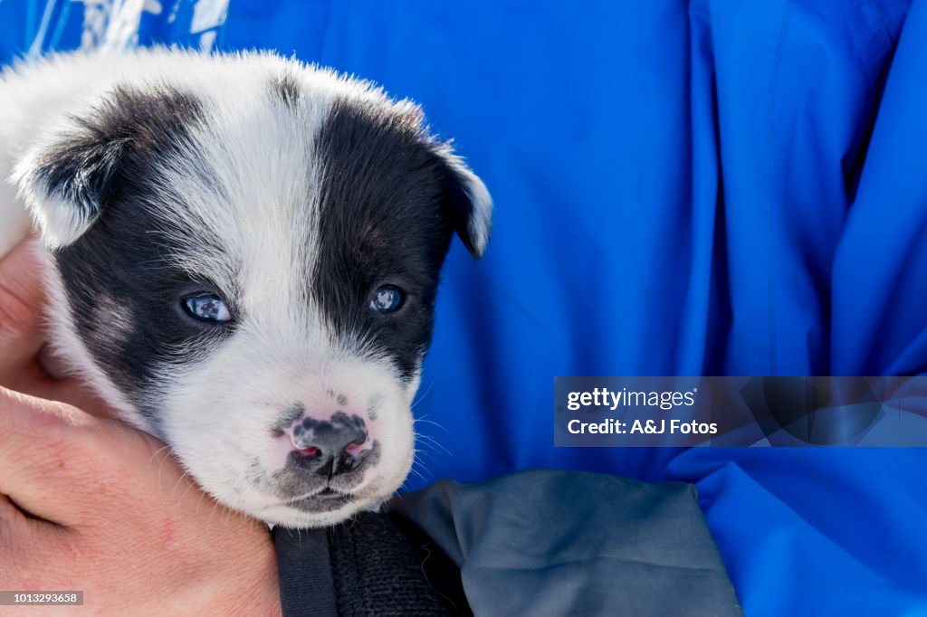 Husky Chiot