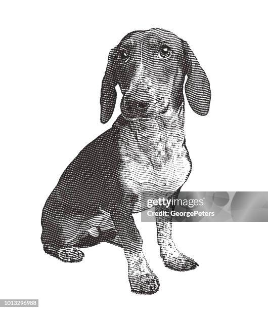 ilustraciones, imágenes clip art, dibujos animados e iconos de stock de perro basset hound en refugio para animales esperando ser adoptados - basset hound