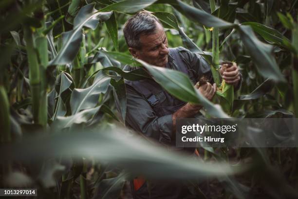 farmer inspecting corn - maize crop stock pictures, royalty-free photos & images