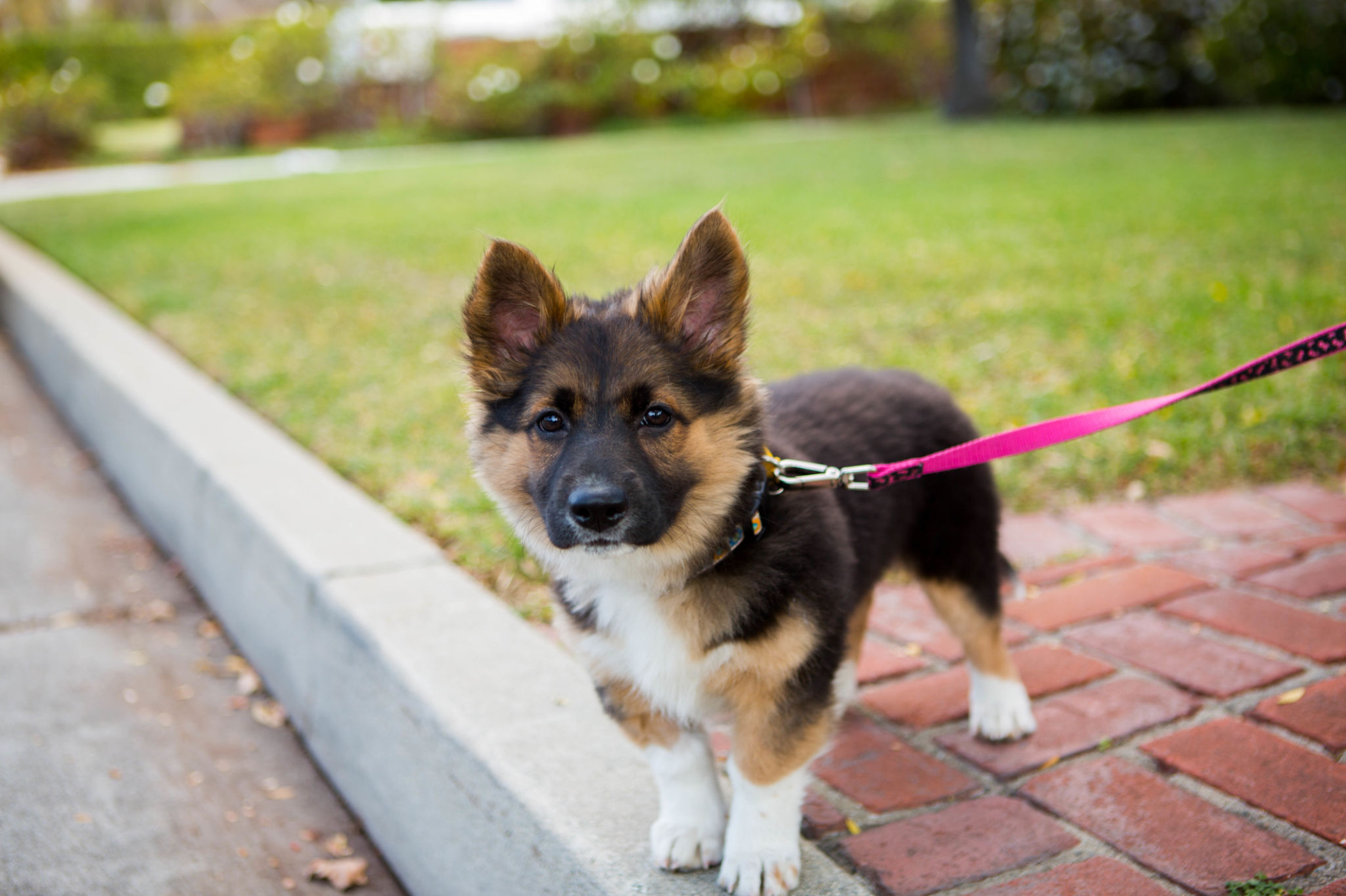 Cute Dog Standing on Front Yard Cute Dog Standing on Front Yard